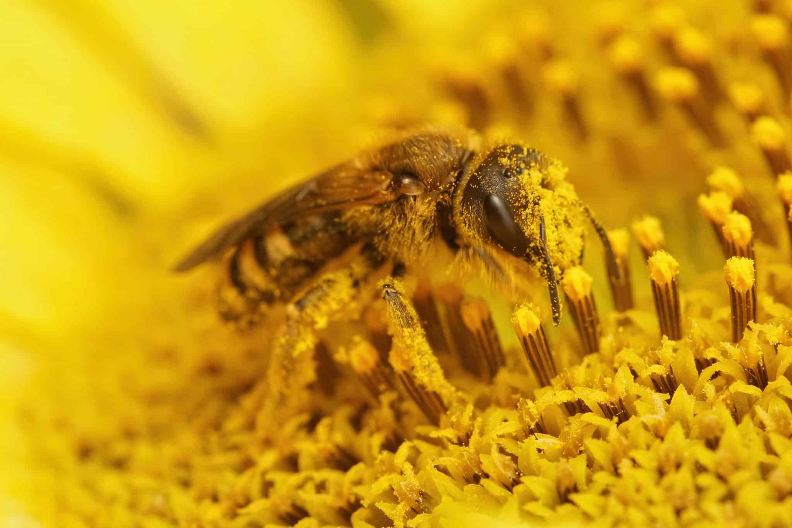 importanza delle api, impollinazione delle piante, salvare le api, impollinazione naturale, proteggere le api