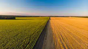 Agricoltura intensiva e impatto ambientale delle monocolture