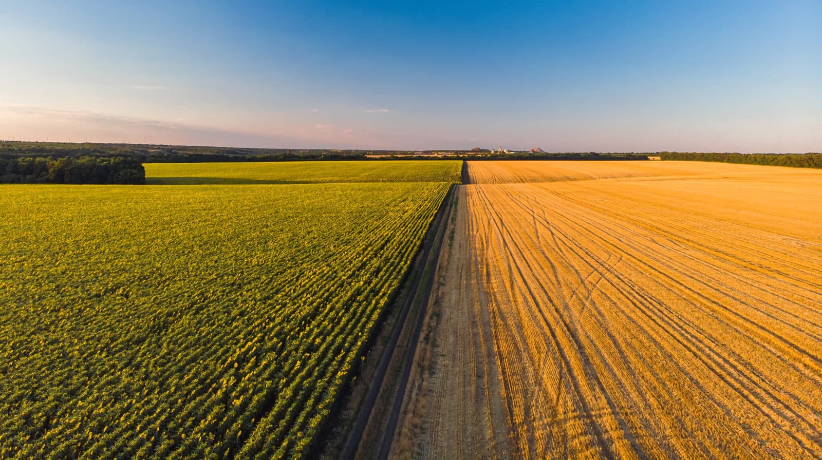 Agricoltura intensiva e impatto ambientale delle monocolture