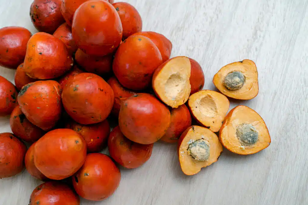 olio di palma

olio di palma e deforestazione

alternative sostenibili all’olio di palma

prodotti senza olio di palma

distruzione degli habitat naturali