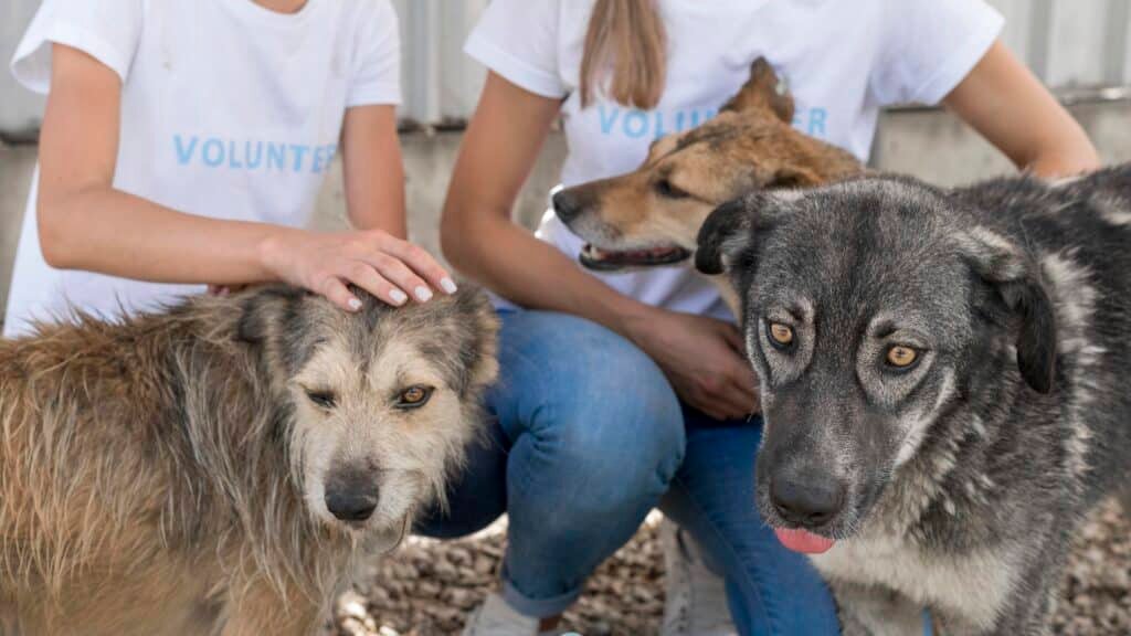 Animali abbandonati
