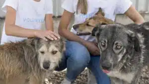 Animali abbandonati