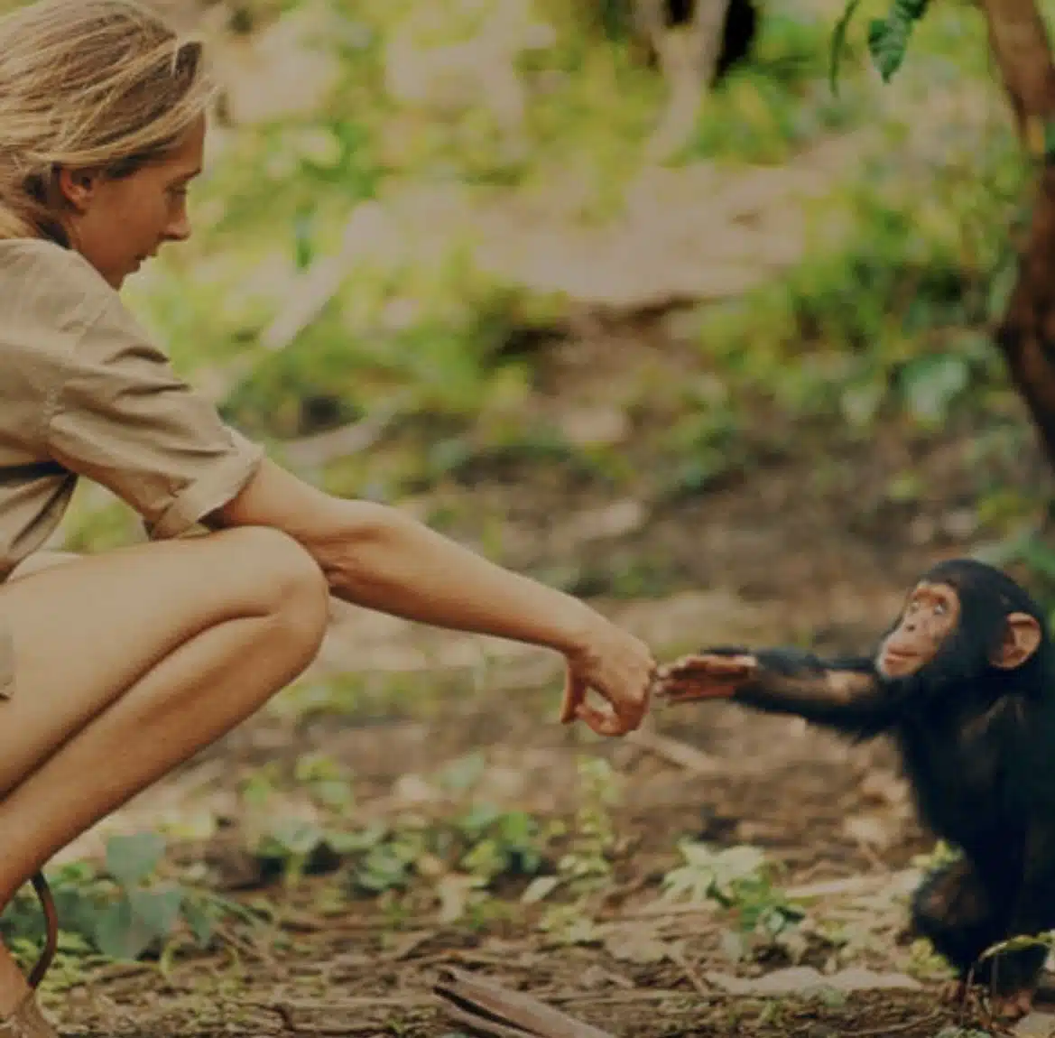 Le citazioni di Jane Goodall e le sue scoperte sugli scimpanzé