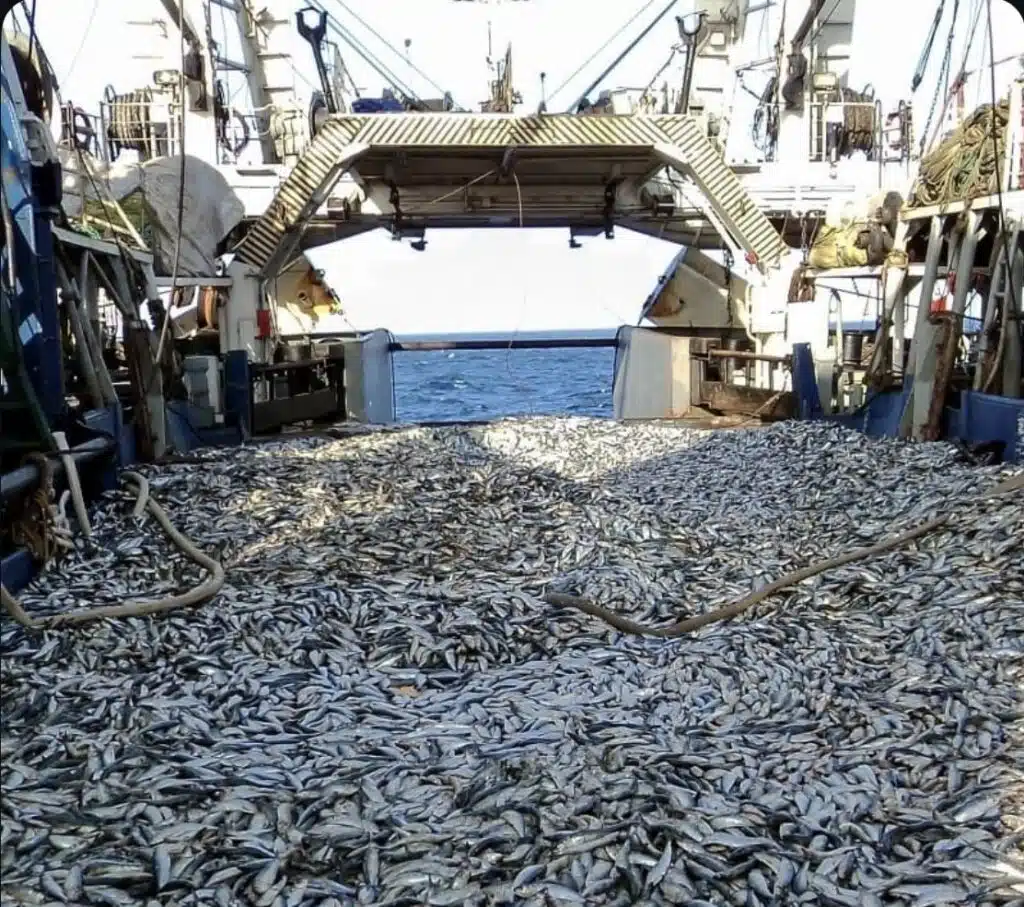 Dal mare alla tavola: il vero costo della pesca intensiva e dell’acquacoltura Pesca intensiva, acquacoltura, bycatch, impatto ambientale pesca, allevamento di pesci