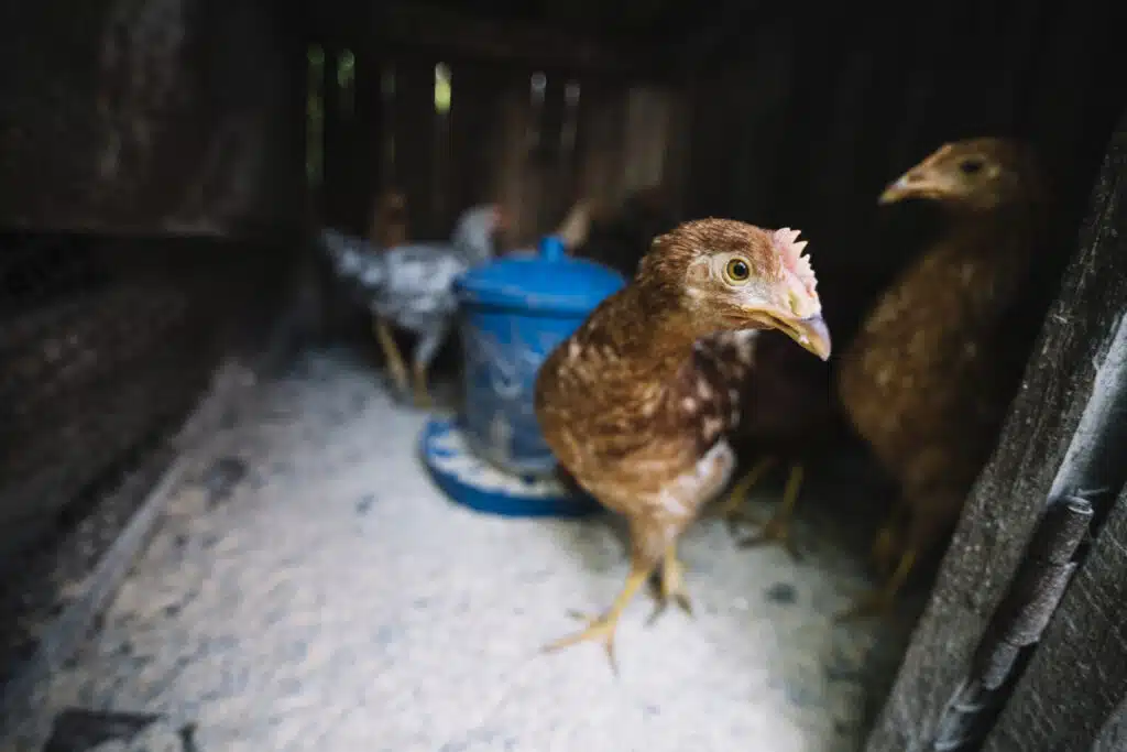 Pollo nei supermercati italiani - White Striping White Striping pollo nei supermercati: l'indagine di Essere Animali (2)