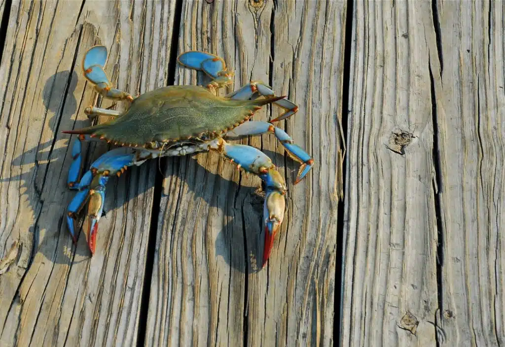 I danni delle Specie invasive, animali invasivi, specie animali invasive: granchio blu