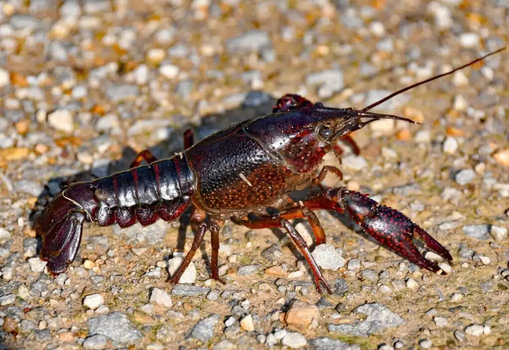 I danni delle specie invasive animali I danni delle Specie invasive, animali invasivi, specie animali invasive: gambero rosso della Louisiana